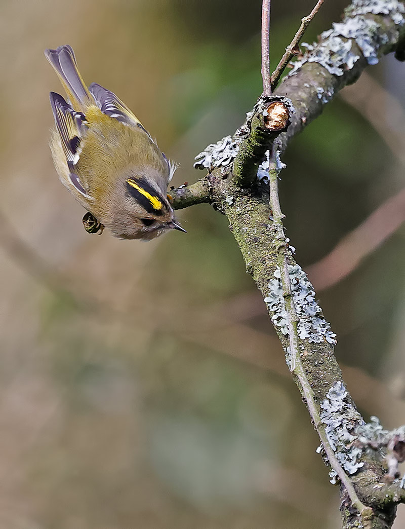 goldcrest